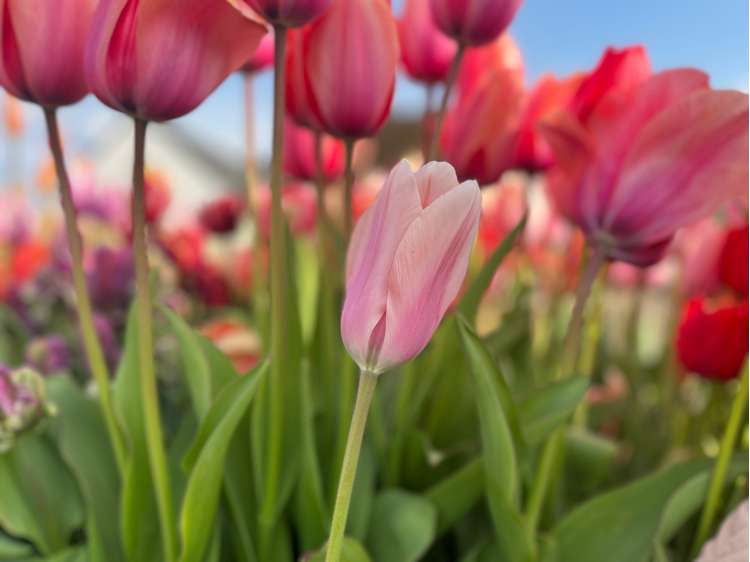 Tulpe 'Apricot Beauty'